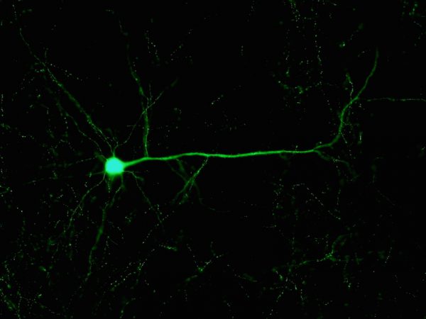 neuron bergstrom