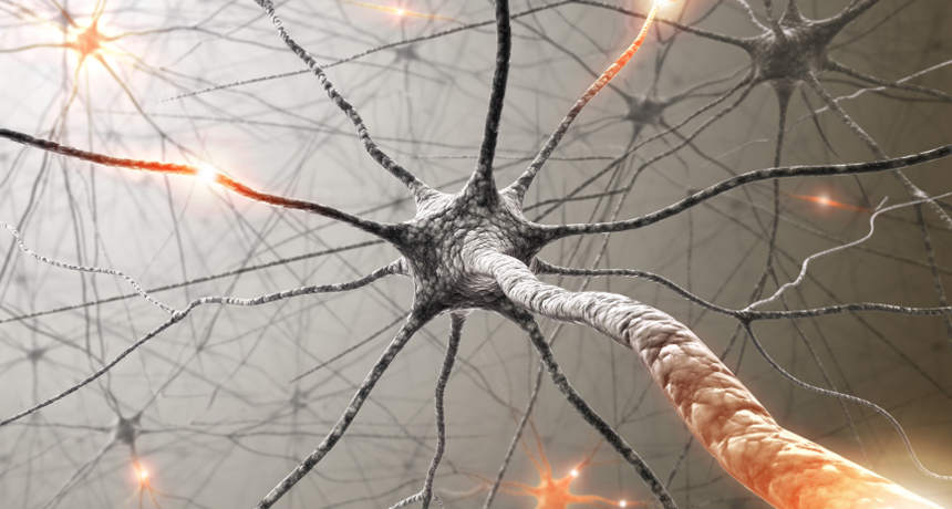 sistem neuronal